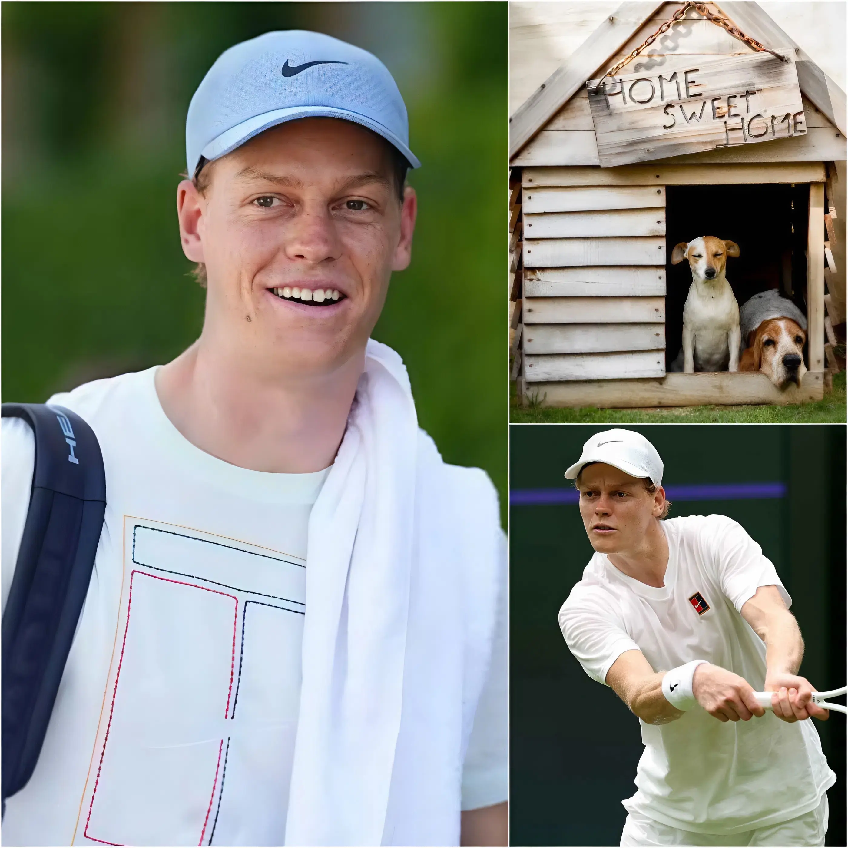 Cover Image for 🔥 SHOCKING: Jannik Sinner Donates Half of His Prize Money to Build a Modern Shelter for Homeless Dogs 😱🎾